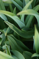 Obraz premium a green grass in the spring garden