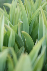 a green grass in the spring garden