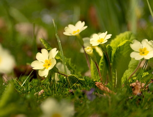 Masses of yellow primroses growing in grass in spring. Narrow depth of field macro shot.