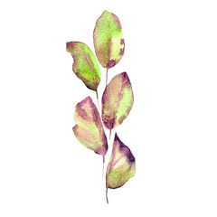Fototapeta premium Green leaves branch. Spring greeting card with drawing leaves branch. Watercolor spring fresh leaves. Botany decor. Ecology concept elements. Floral illustration.
