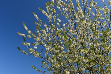Cherry Blossom, Jersey, U.K.  Spring flowering tree.