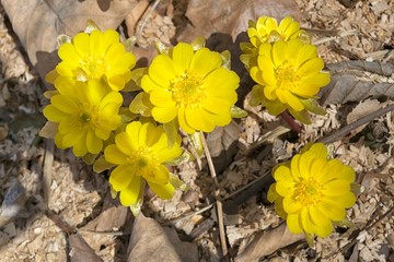 Adonis amurensis ( pheasant's eye ) blossom. Beauty and joy of the far Eastern spring. Khabarovsk Krai, Russia. 