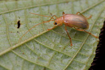 close up image of a beautiful leaf beetle on green leaf