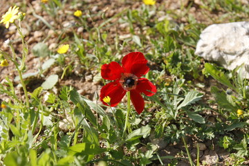 Obraz premium red poppy flower in a field of yellow flowers