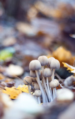 mushrooms in the forest
