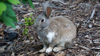 Kaninchen/Hase in Canmore - Kanada