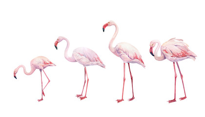 Set of watercolor pink flamingos on a white background
