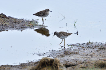 Alpenstrandläufer (Calidris alpina) im Schlichtkleid	