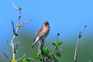 Bluthänfling Männchen singt vor blauen Himmel	