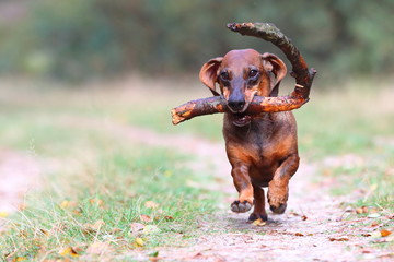 happy dachshund running in the forest while carrying a stick