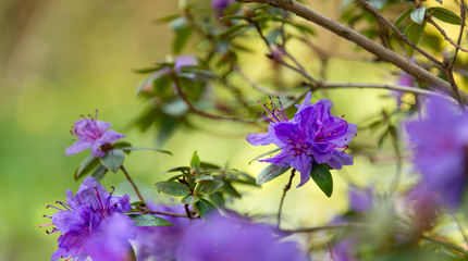 Bright purple Azalia flowering on a woodland bush in spring.