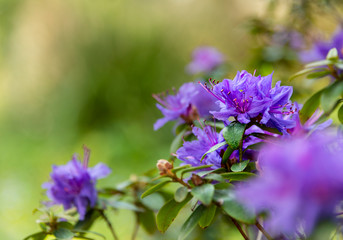 Bright purple Azalia flowering on a woodland bush in spring. - obrazy, fototapety, plakaty