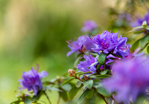 Bright purple Azalia flowering on a woodland bush in spring.