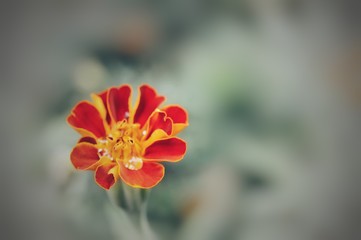 Marigold flowers  with blurred background.