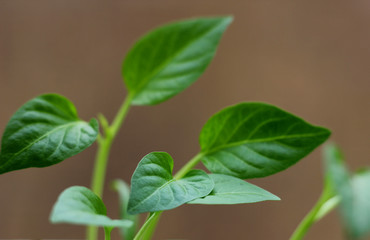 young seedling of a bell pepper
