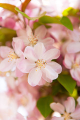 Fototapeta na wymiar Pink cherry blossom flowers in garden