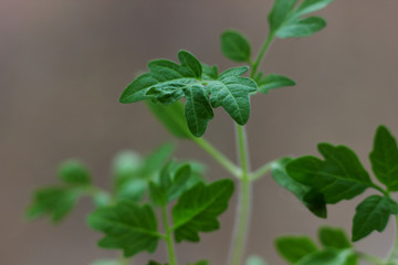 young tomato sprout on a blurred natural background