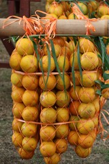 Fête de l'orange à Tahiti