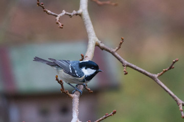 Mésange noire - Coal Tit (Periparus ater)