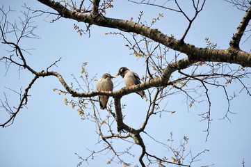 Gray starling