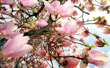 Magnolienbaum