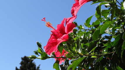 Hibiskus © Eduard
