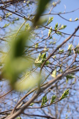 the green fresh buds on the branches of tree