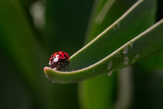 Red ladybug on a green blade of grass plant. Little ladybirds are covered with dew drops. Summer morning. Cute and beautiful macro for wallpaper or photo picture with copy space.
