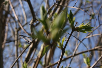 the green fresh buds on the branches of tree