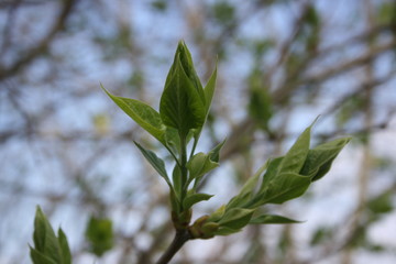 the green fresh buds on the branches of tree