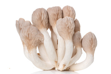 Pleurotus eryngii known as king trumpet mushroom, French horn mushroom, king oyster mushroom  on white © luchschenF