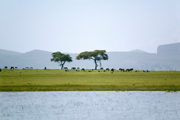 Two acacia trees from a boat view in Lake Naivasha, Great Rift Valley, Kenya, Africa