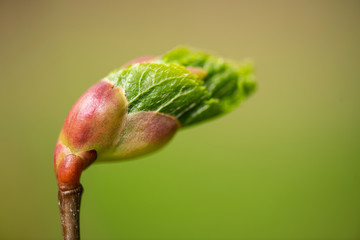 Knospenschuppen der Sommerlinde öffnen sich im Frühjahr,
Zarte grüne Blätter wachsen hervor, Makroaufnahme, selektive Schärfe