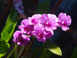 Amazing pink flower of orchid. Beautiful orchid branch with delicate purple blooming flowers in the rays of bright sunlight. Picture for Valentine's Day. Close up, macro, isolated, horizontal image. 