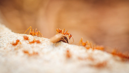 Ants carrying prey to nest
