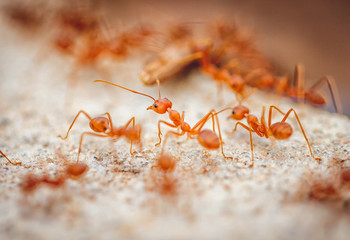 Ants carrying prey to nest