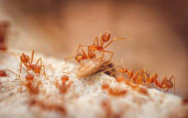 Ants carrying prey to nest