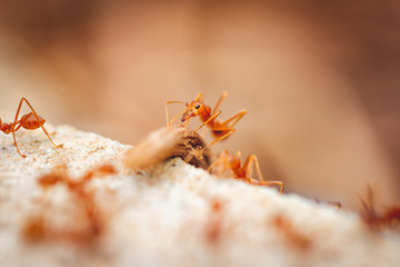 Ants carrying prey to nest