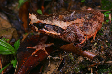 image of a Kinabalu Horned Frog from Borneo - Megophrys baluensis