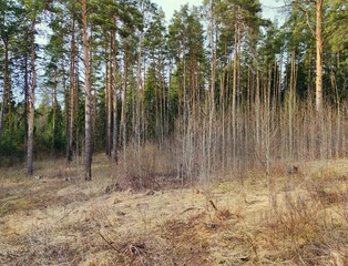 spring landscape near the forest