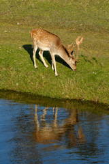 A fallow deer eating grass, next to a river in the sun, refelction in the water, the Netherlands