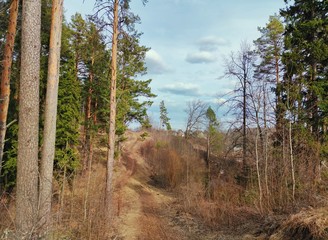 a crooked road leading along the forest on a Sunny spring evening against a blue sky with clouds
