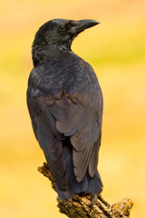 Carrion Crow, Corvus corone corone, Corneja Negra, Castilla y León, Spain, Europe
