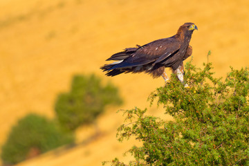 Golden Eagle, Aquila chrysaetos, Águila Real, Castilla y León, Spain, Europe