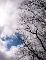 Bare trees under a patch of blue sky and darkening white clouds in Deerfield Township, Pennsylvania, USA