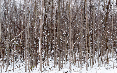 Obraz premium Snow covered saplings from a spring snow fall in Deerfield Township, Pennsylvania, USA
