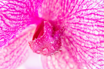 Extreme Macro droplets on orchid pink  color.Phalaenopsis.