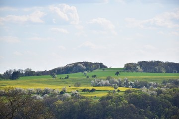 Scenic mountain landscape with trees, yellow canola fields and blue sky