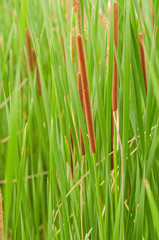 Obraz premium Thickets of young green reedmaces on shore of pond.