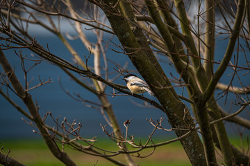 Black Capped Chickadee bird on a branch